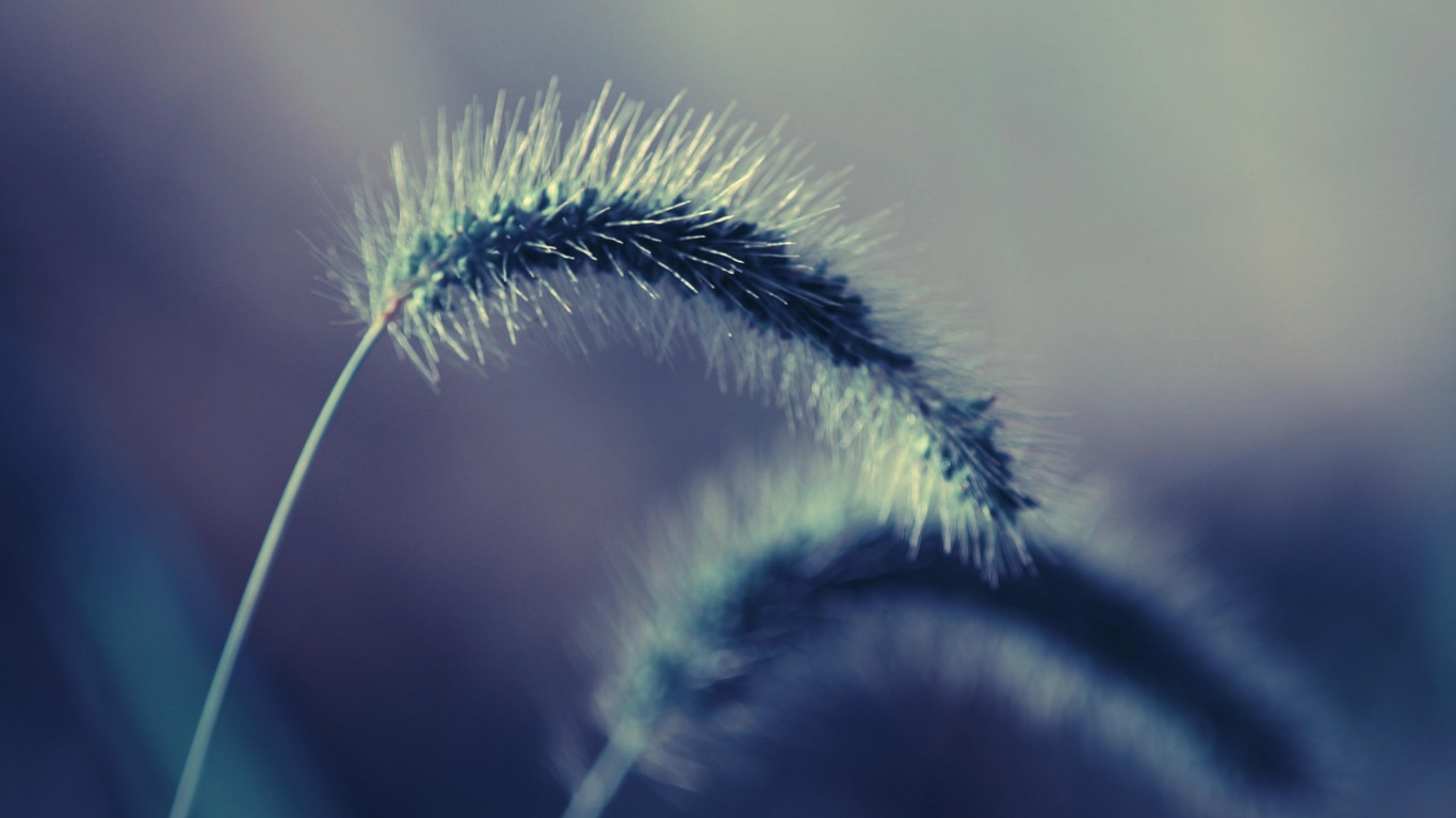 Травинка обои
