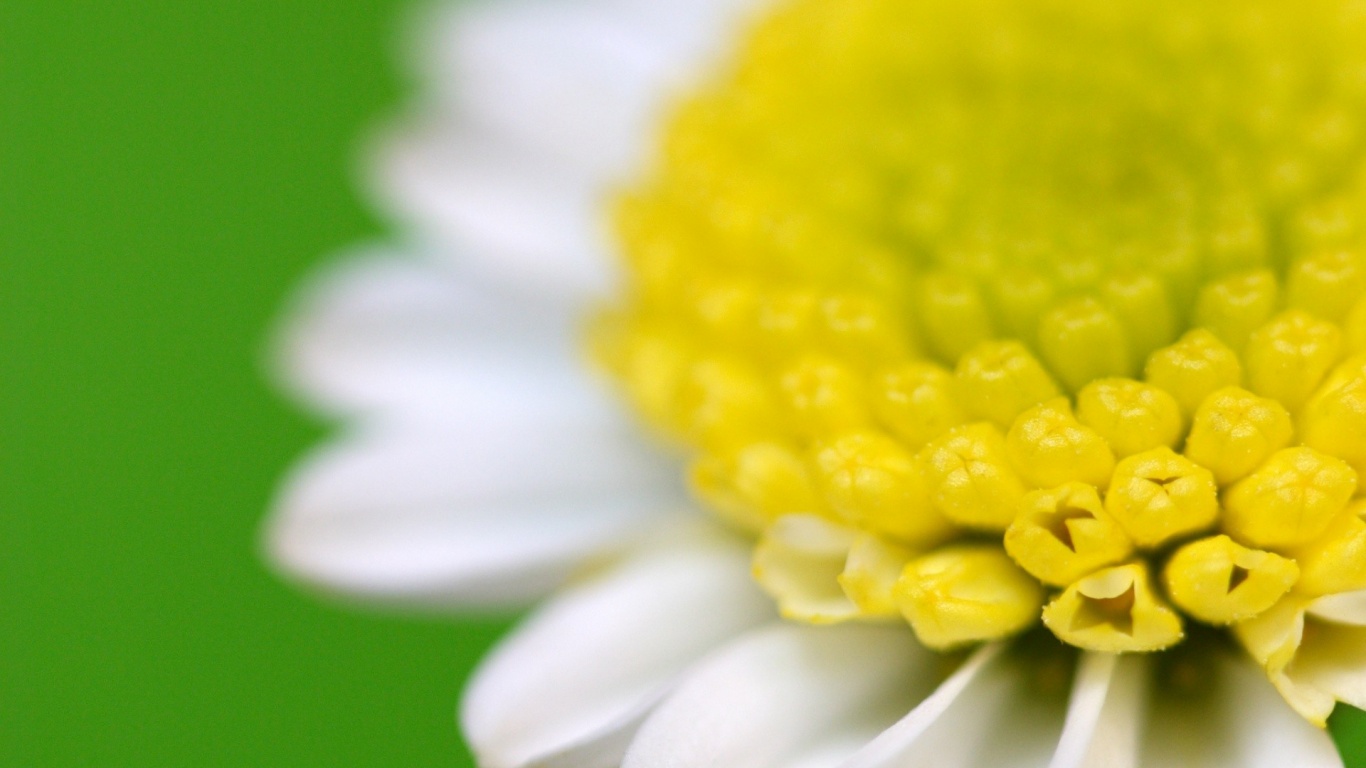 Хризантема обои