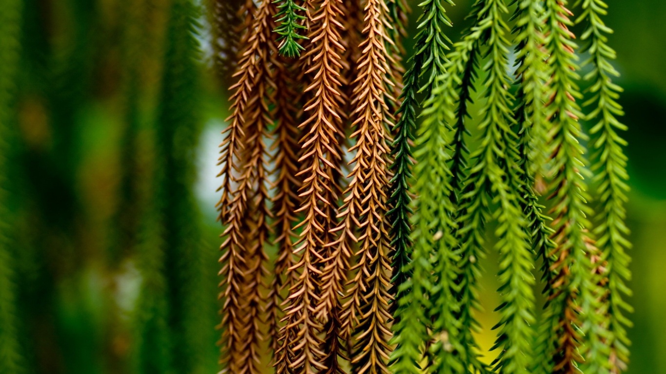 Зеленые колючки обои