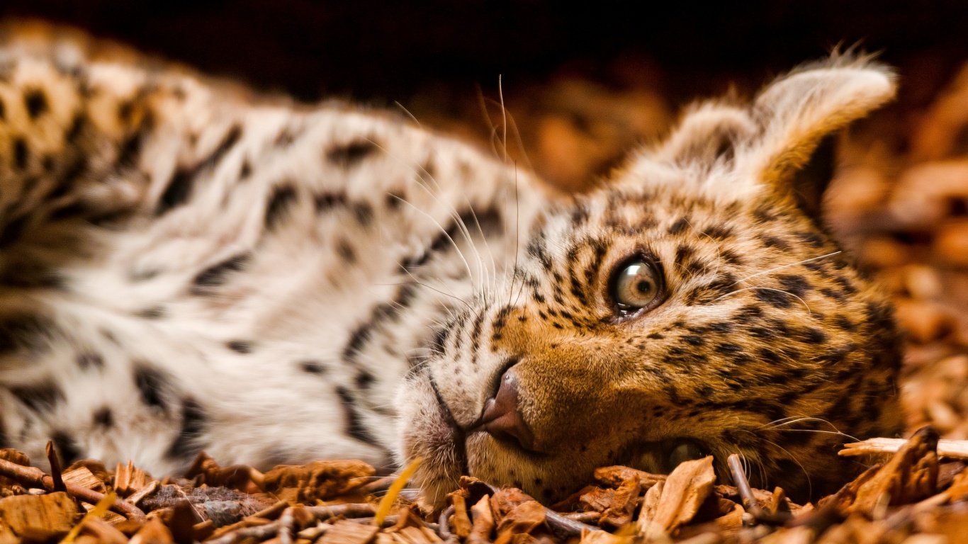 Гепард котенок обои