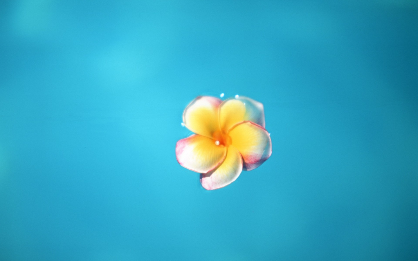 Цветок обои