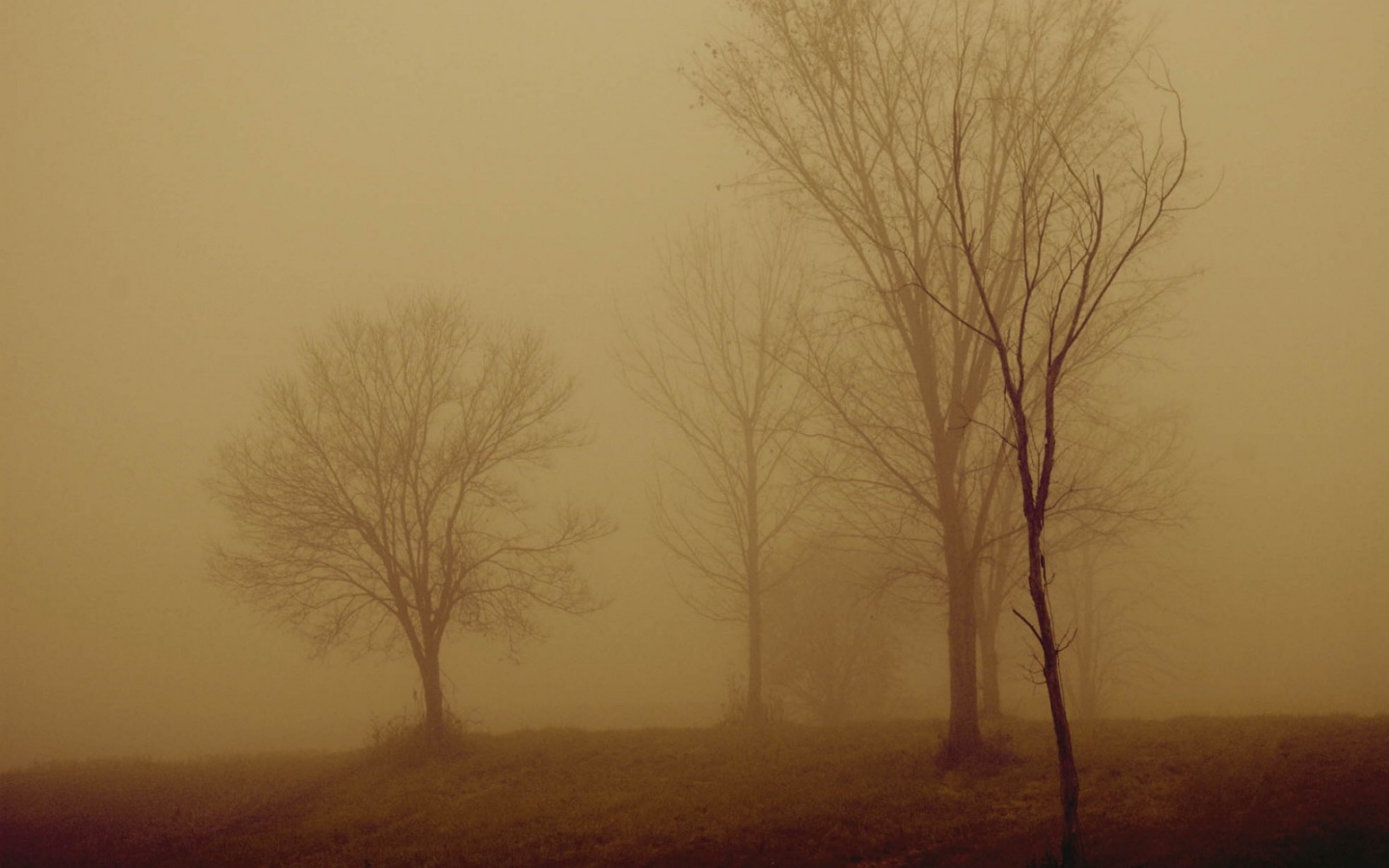 Деревья в тумане обои