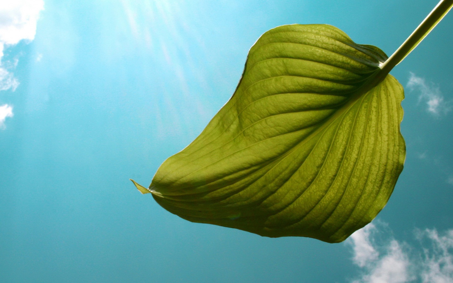 Листик тянется к солнцу обои