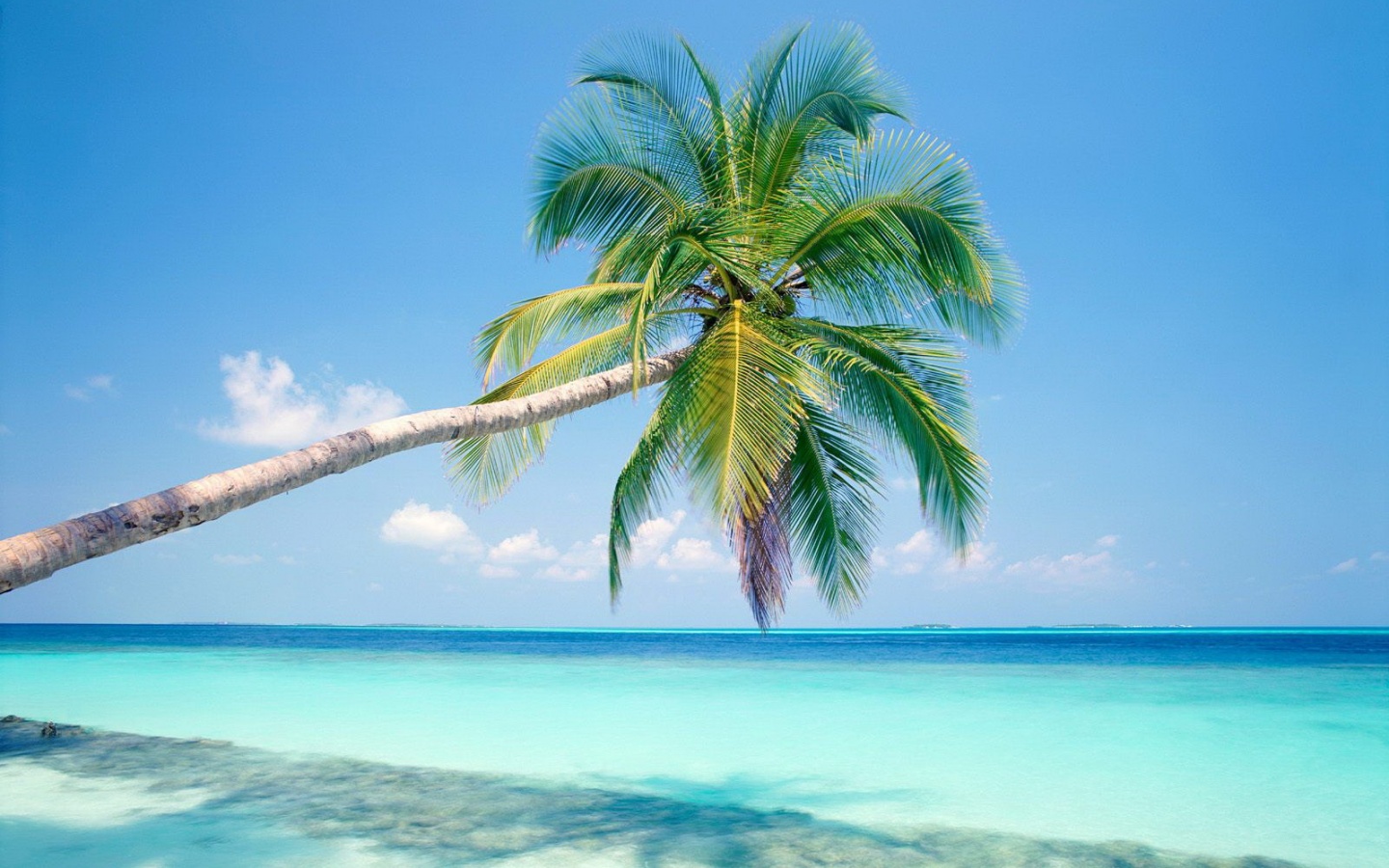 Пальма на лазурном берегу обои