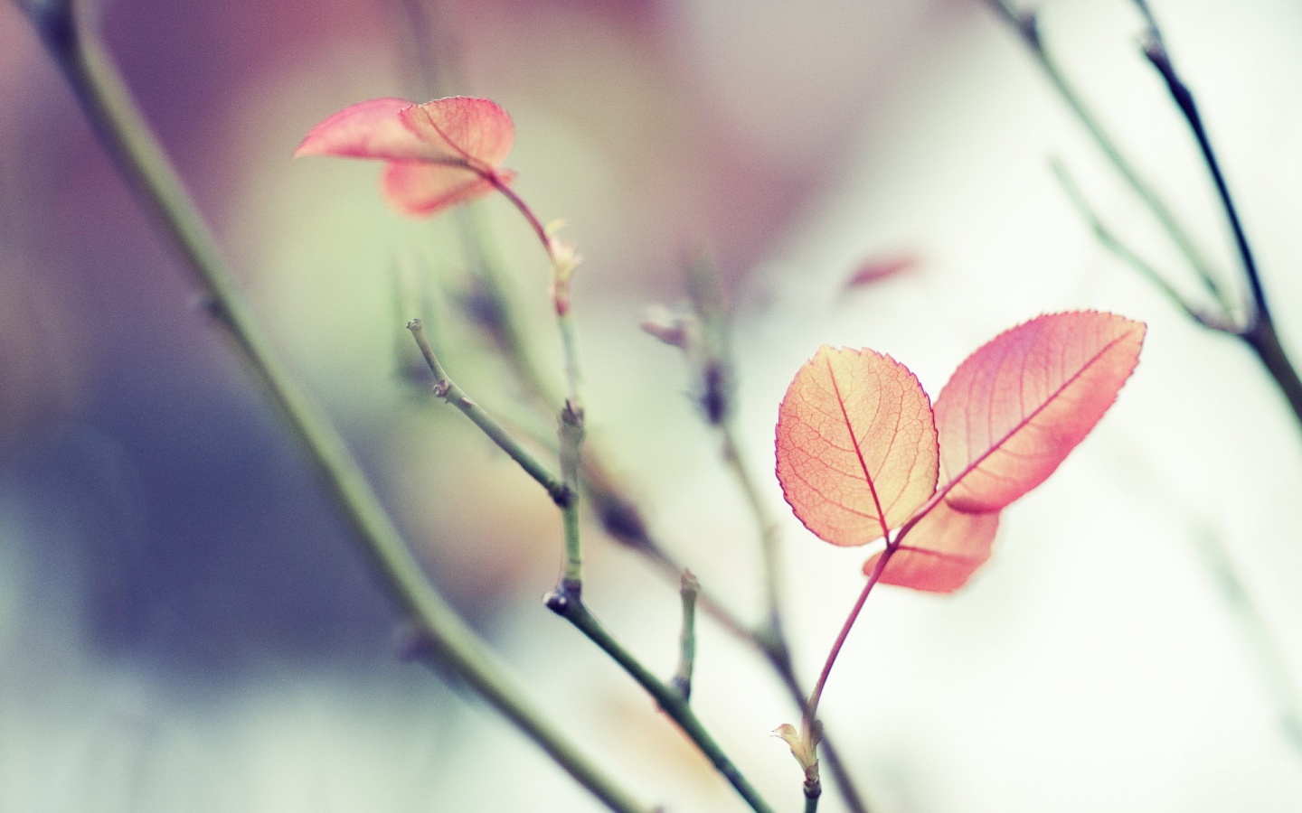 Красные листики обои