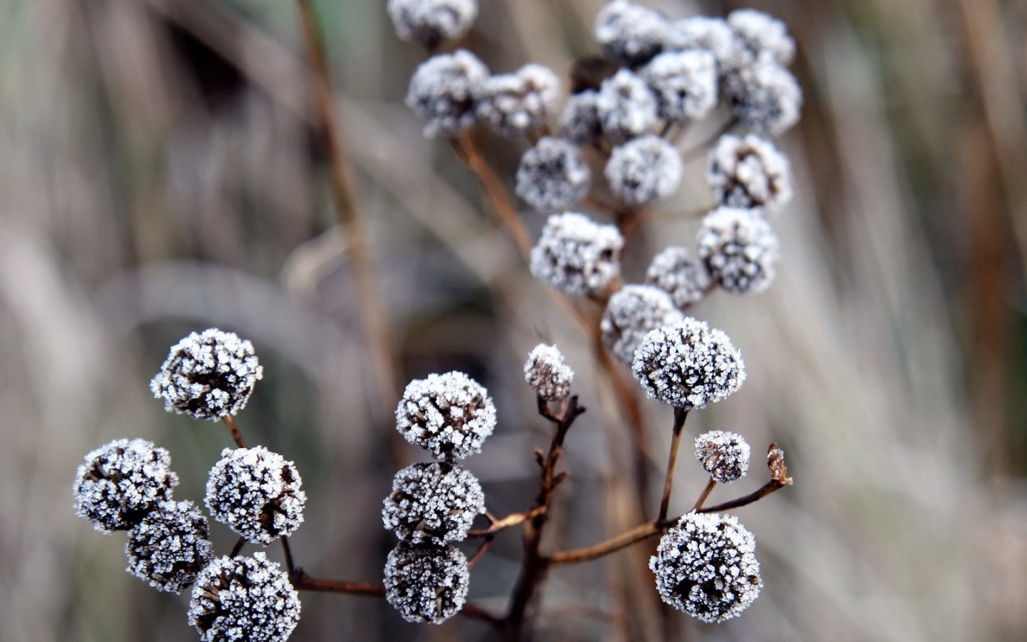 Иний на растении обои