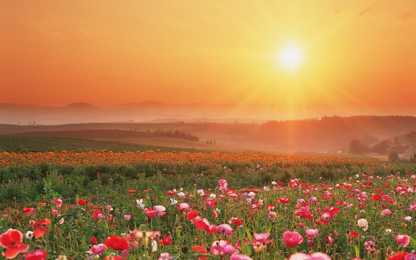 Цветущие поля обои