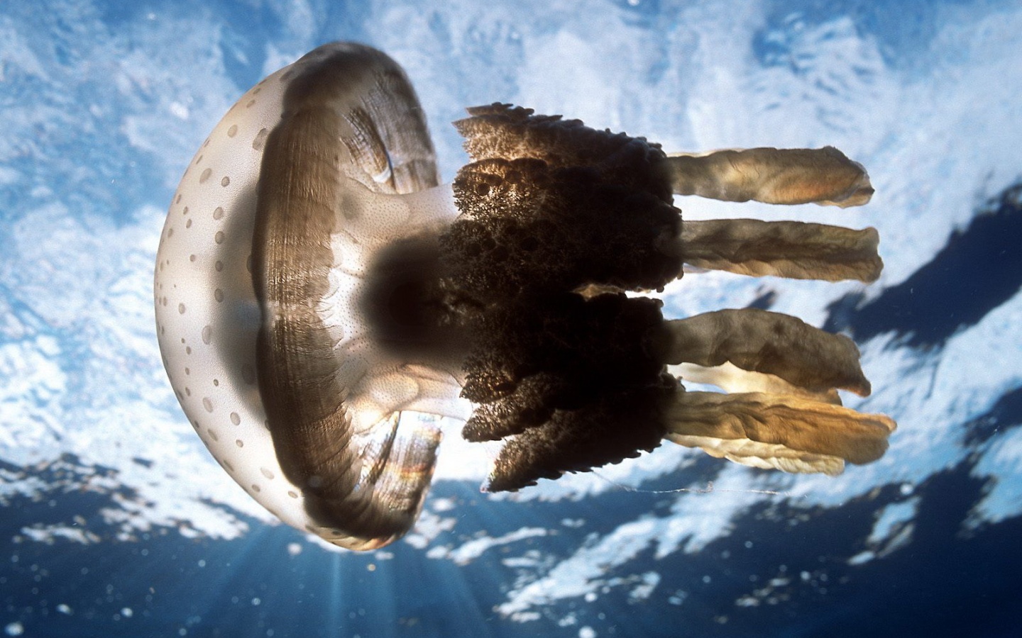 Коричневая медуза обои