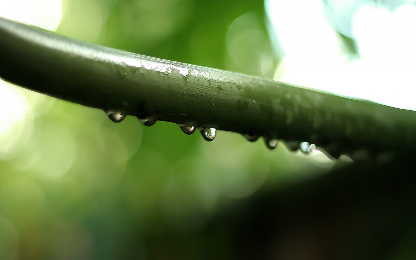 Капли на стебле обои
