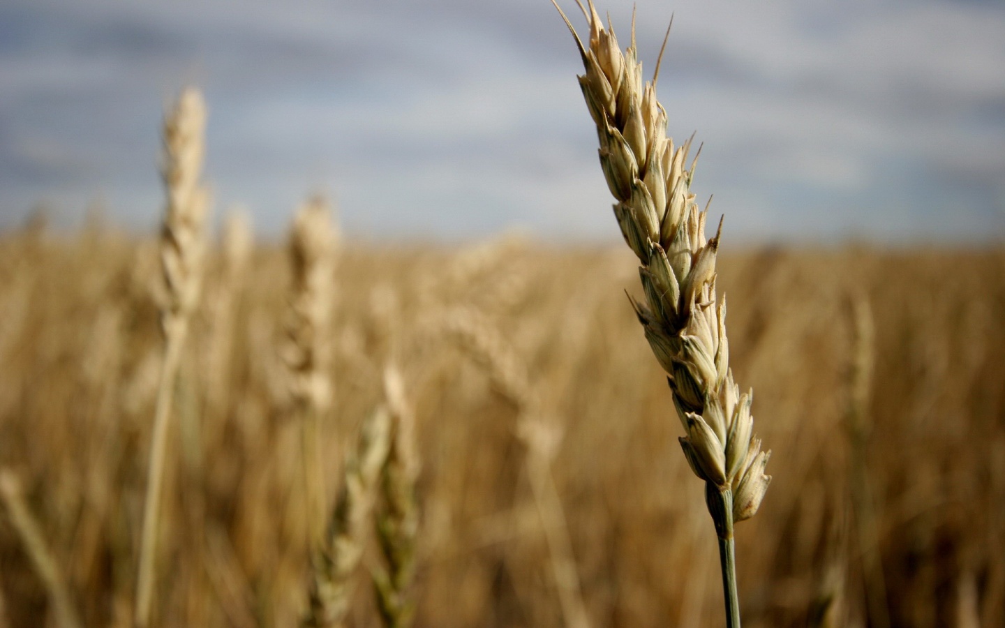 Колосок обои