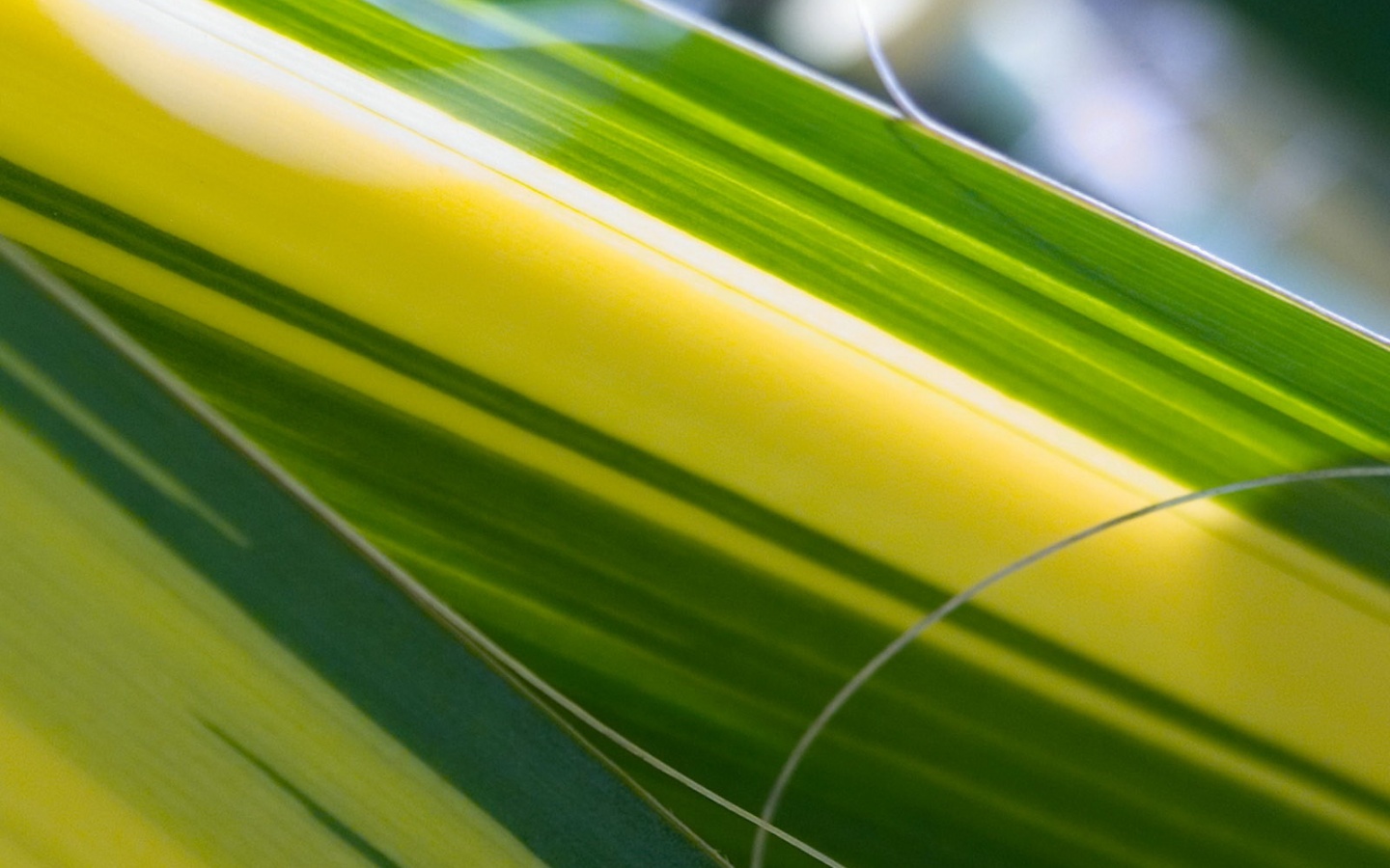 Желто-зеленые травинки обои