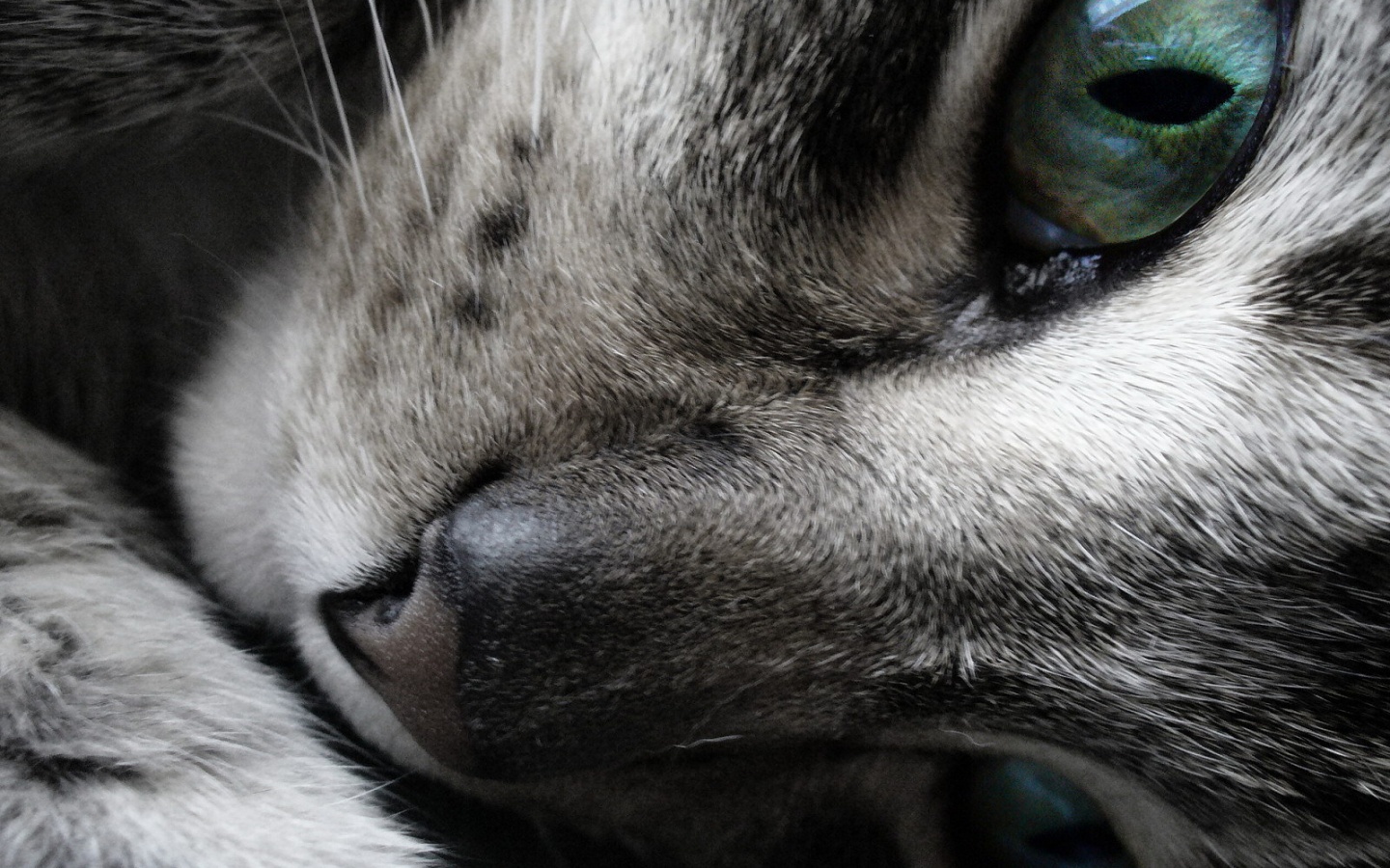 Мордашка кота крупным планом обои
