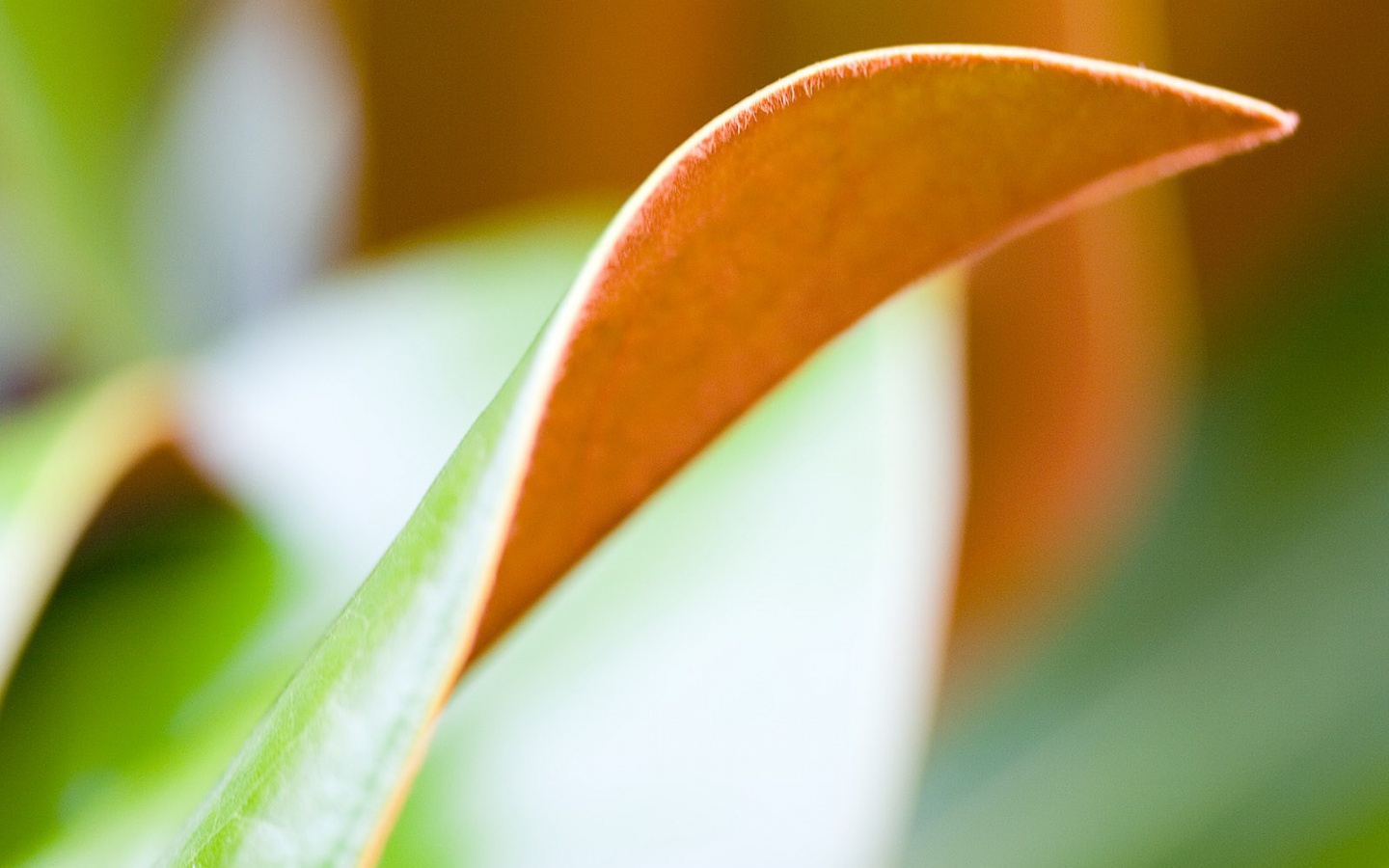 Обратаня сторона листа обои