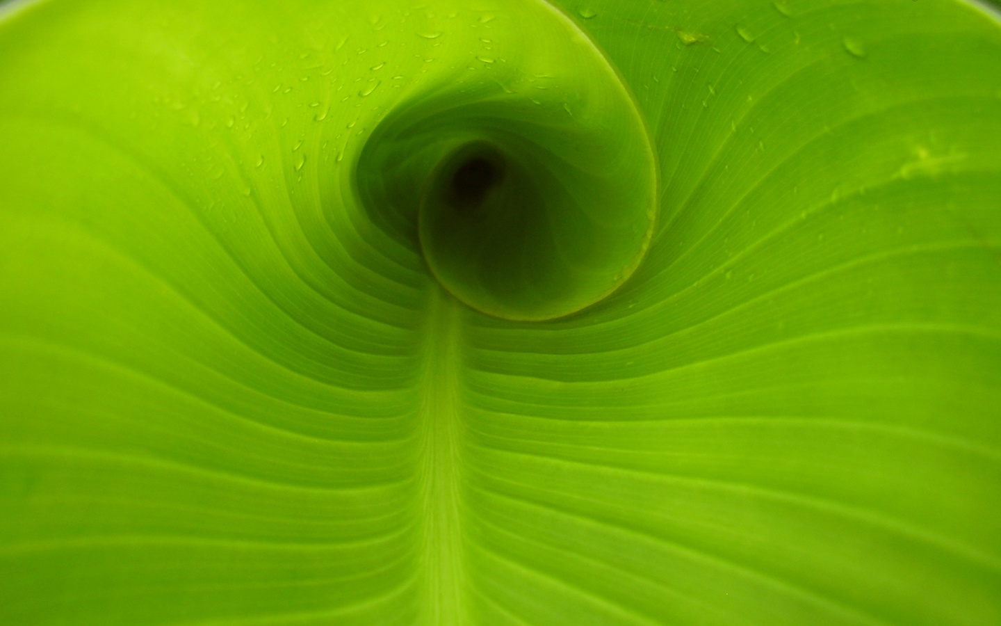 Свернутый в трубочку лист обои