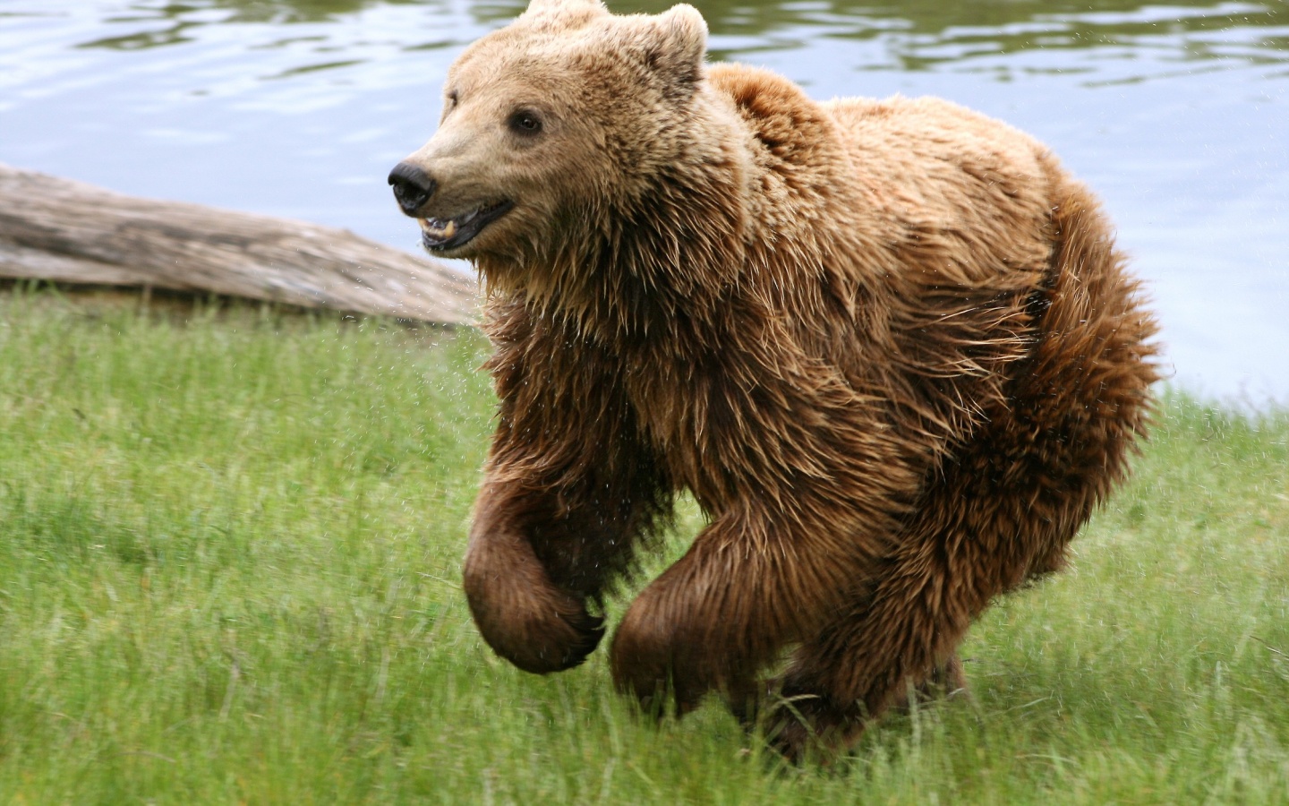 Мокрый мишка обои