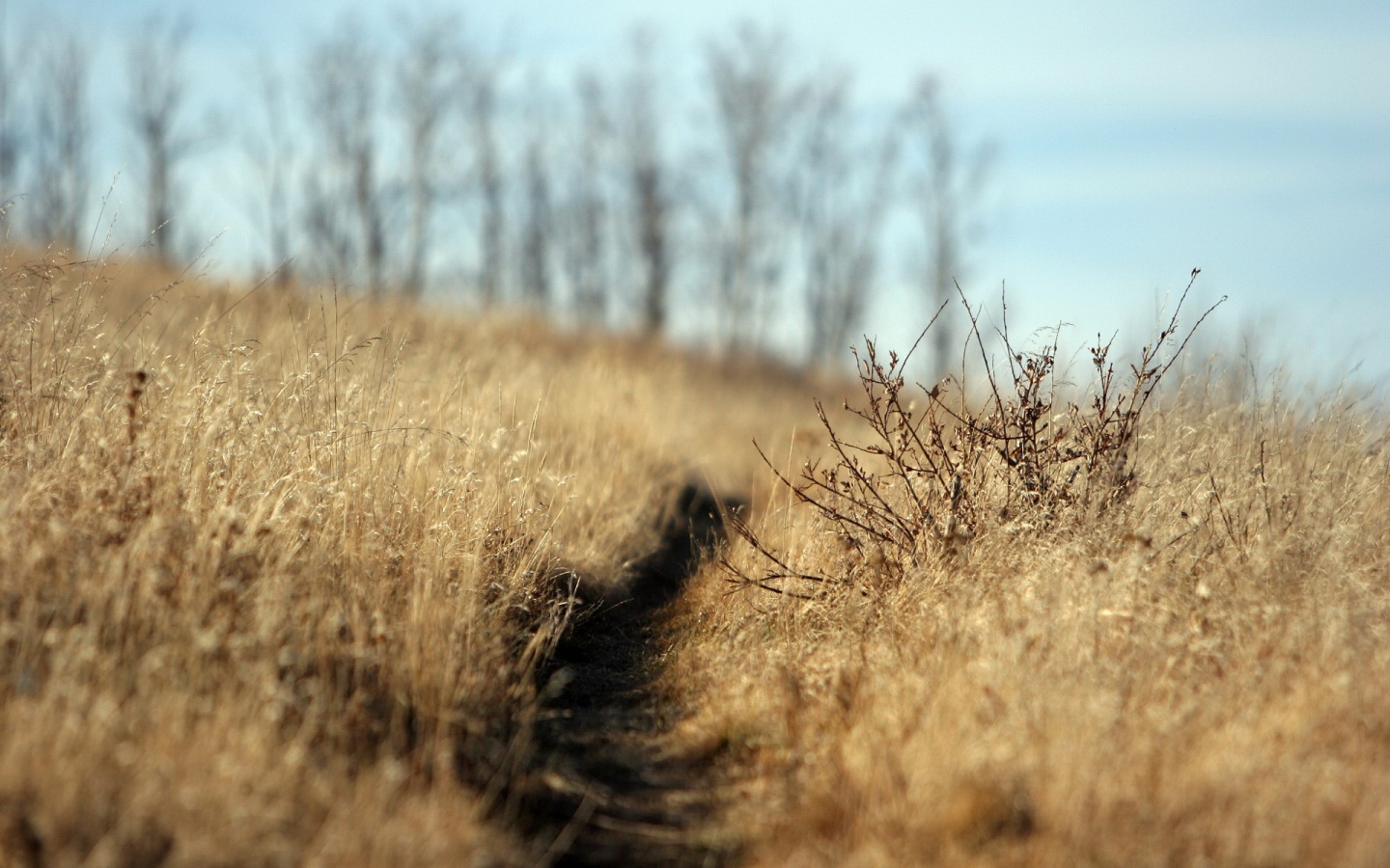 Тропинка в поле обои