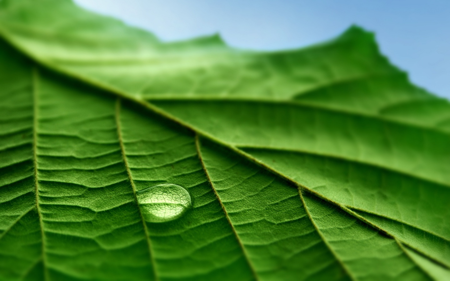 Капля на листе обои