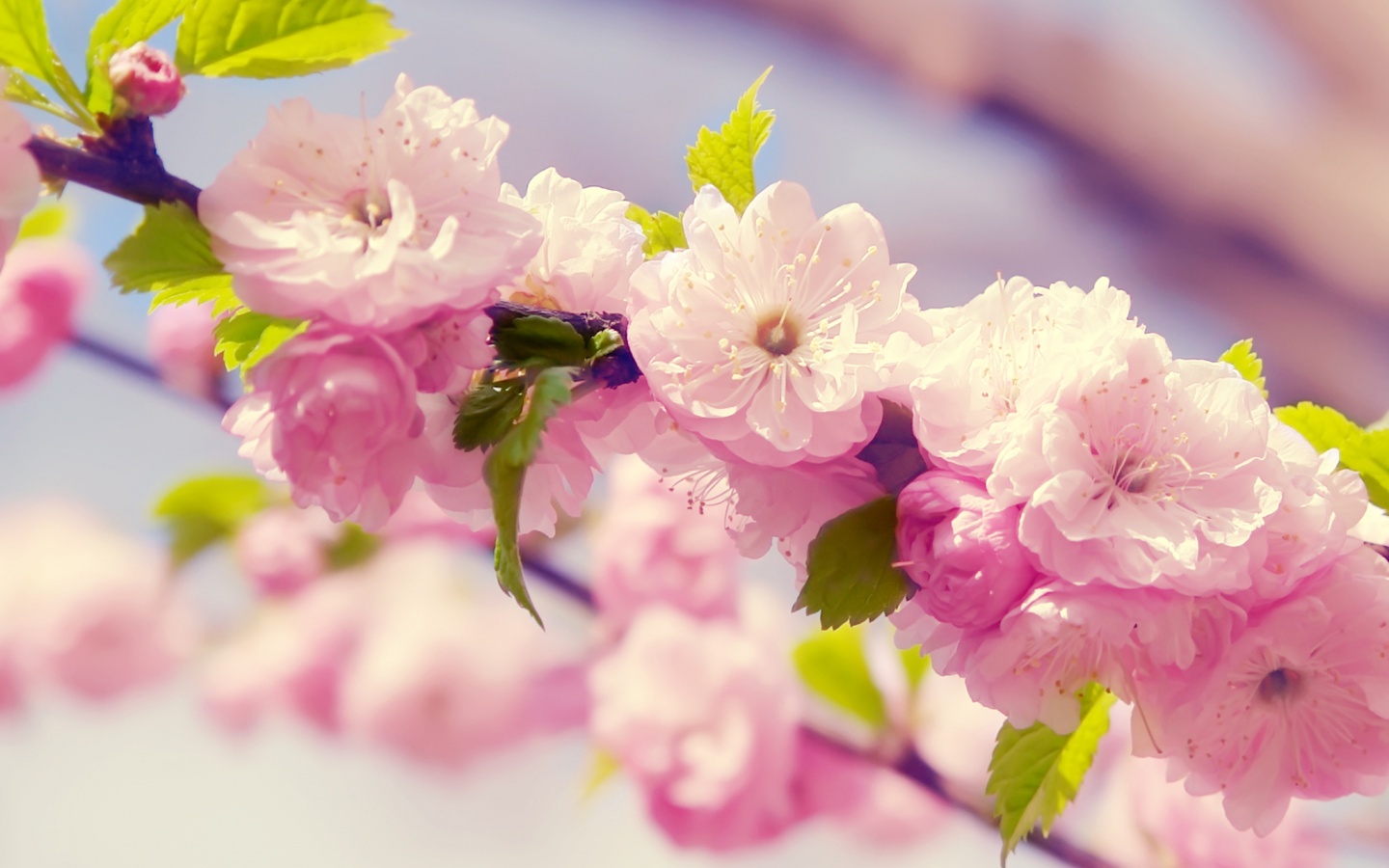 Ветка с цветами обои