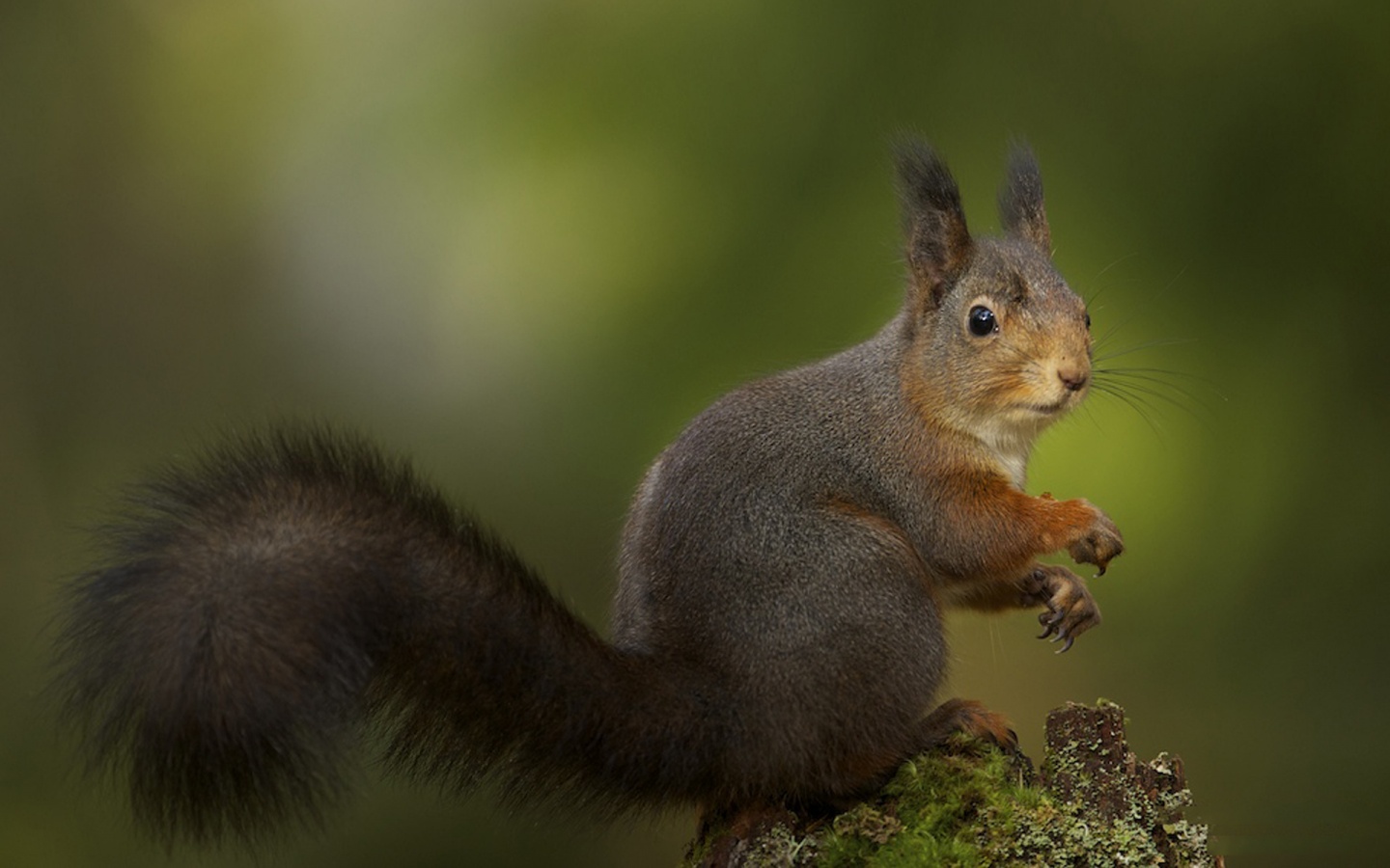 Белку застали врасплох обои