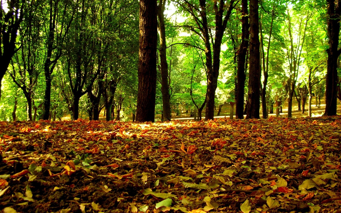 Ранняя осень обои