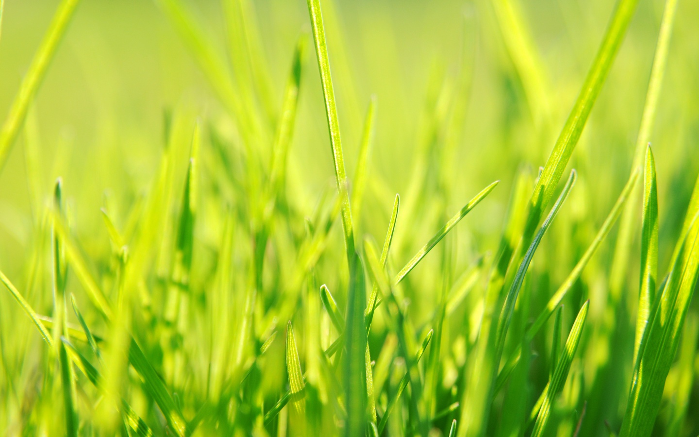 Ярко зеленая трава обои