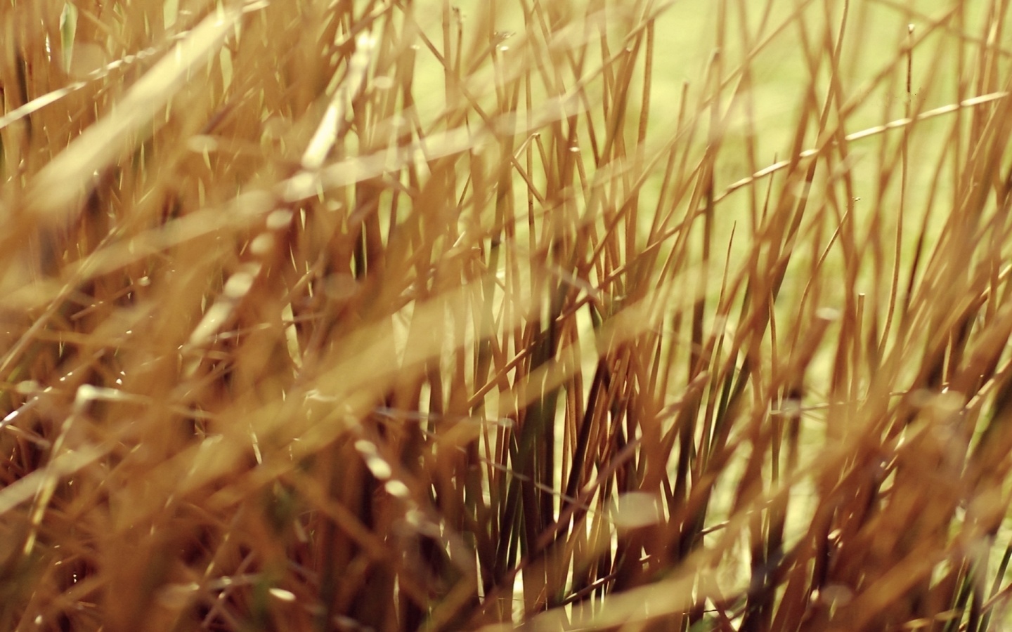 Высохшие травяные стебли обои