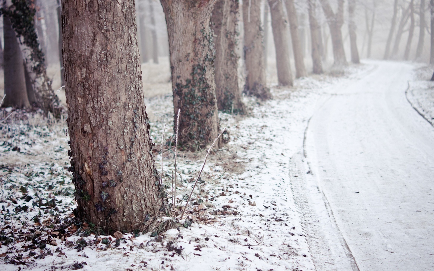 Дорога в зимнем лесу обои