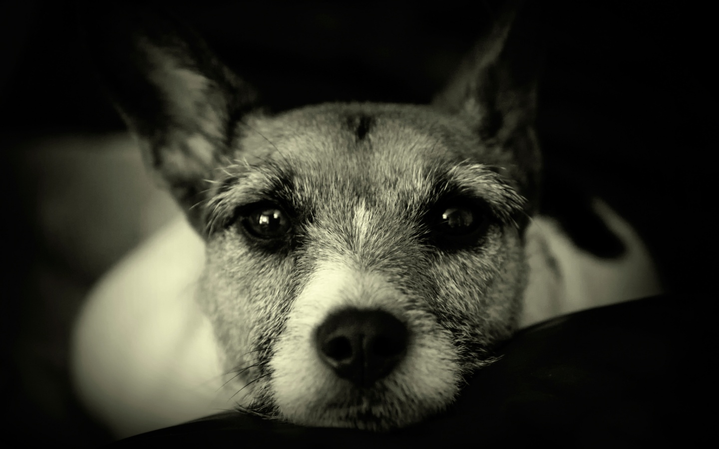 Собачий взгляд обои