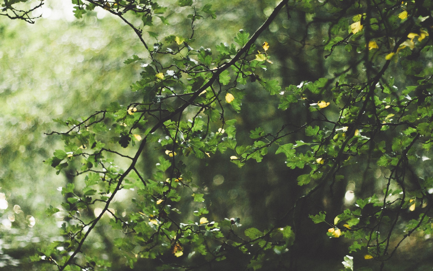 Дубовая зеленая листва обои