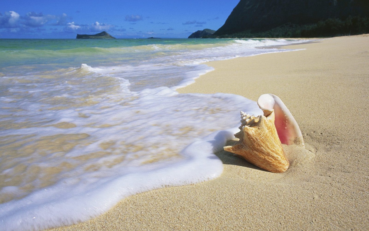 Морская раковина обои