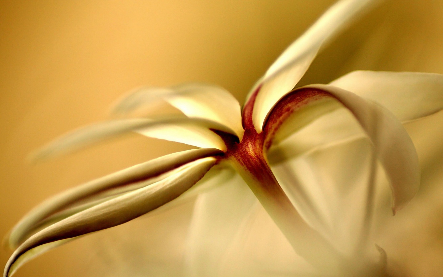 Цветок обои