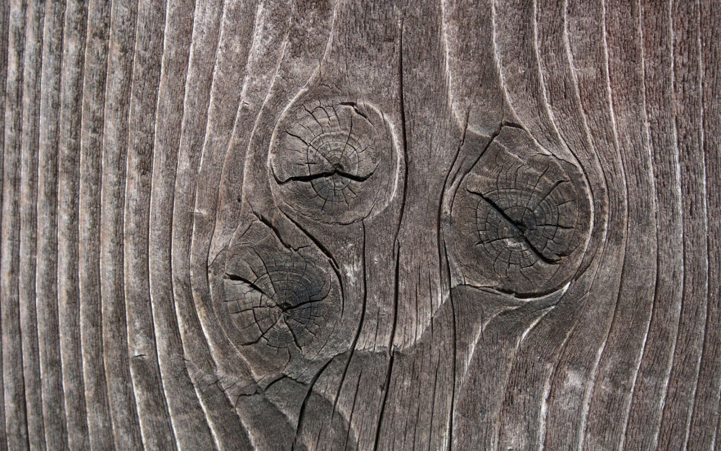 Сучковатое дерево обои