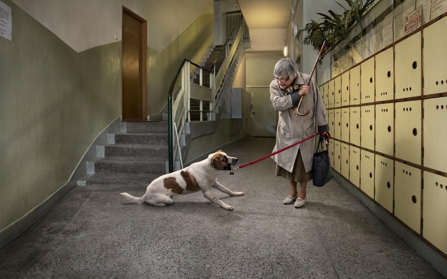 Непослушная собака обои