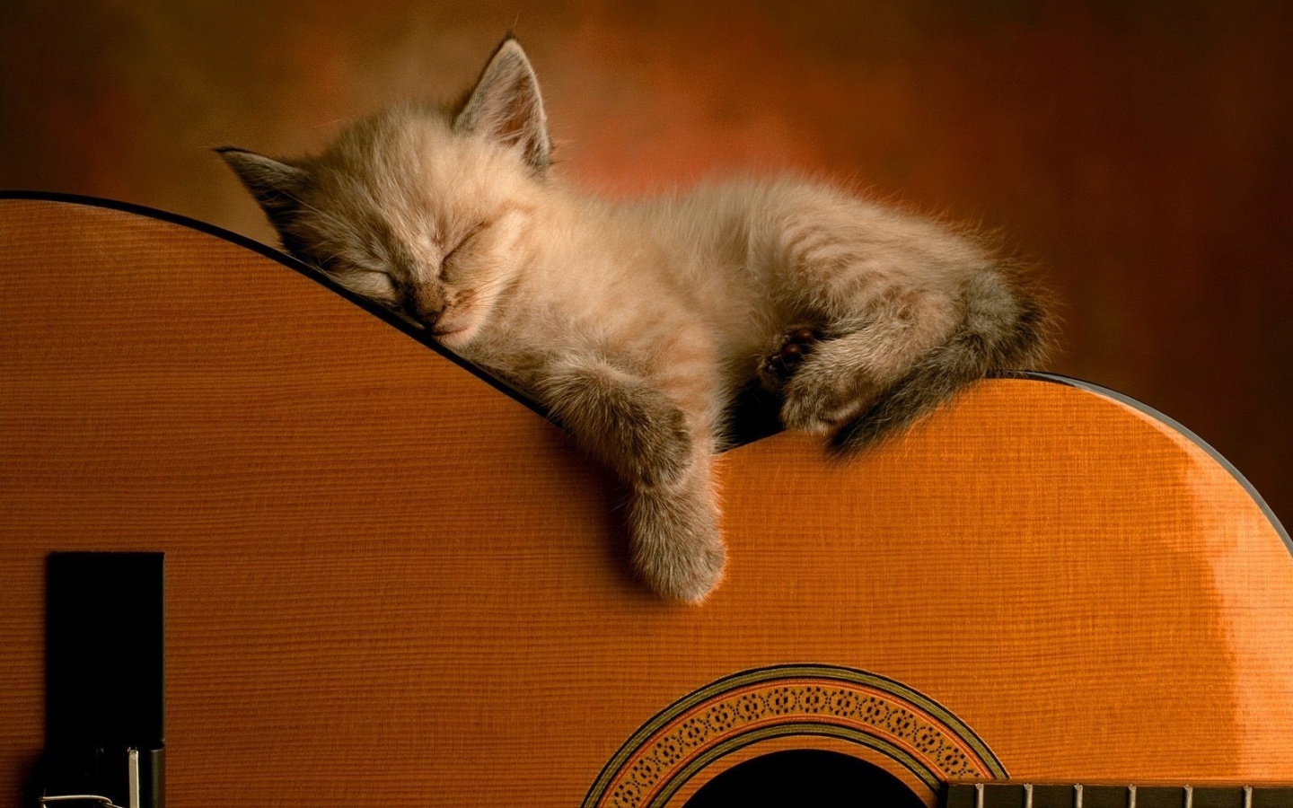 Котенок на гитаре обои