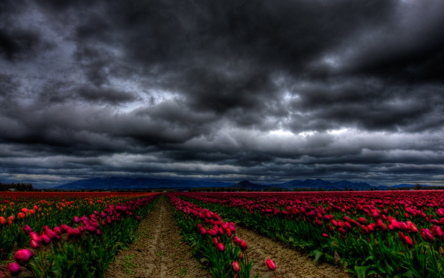 Цветочное поле под грозовым небом обои