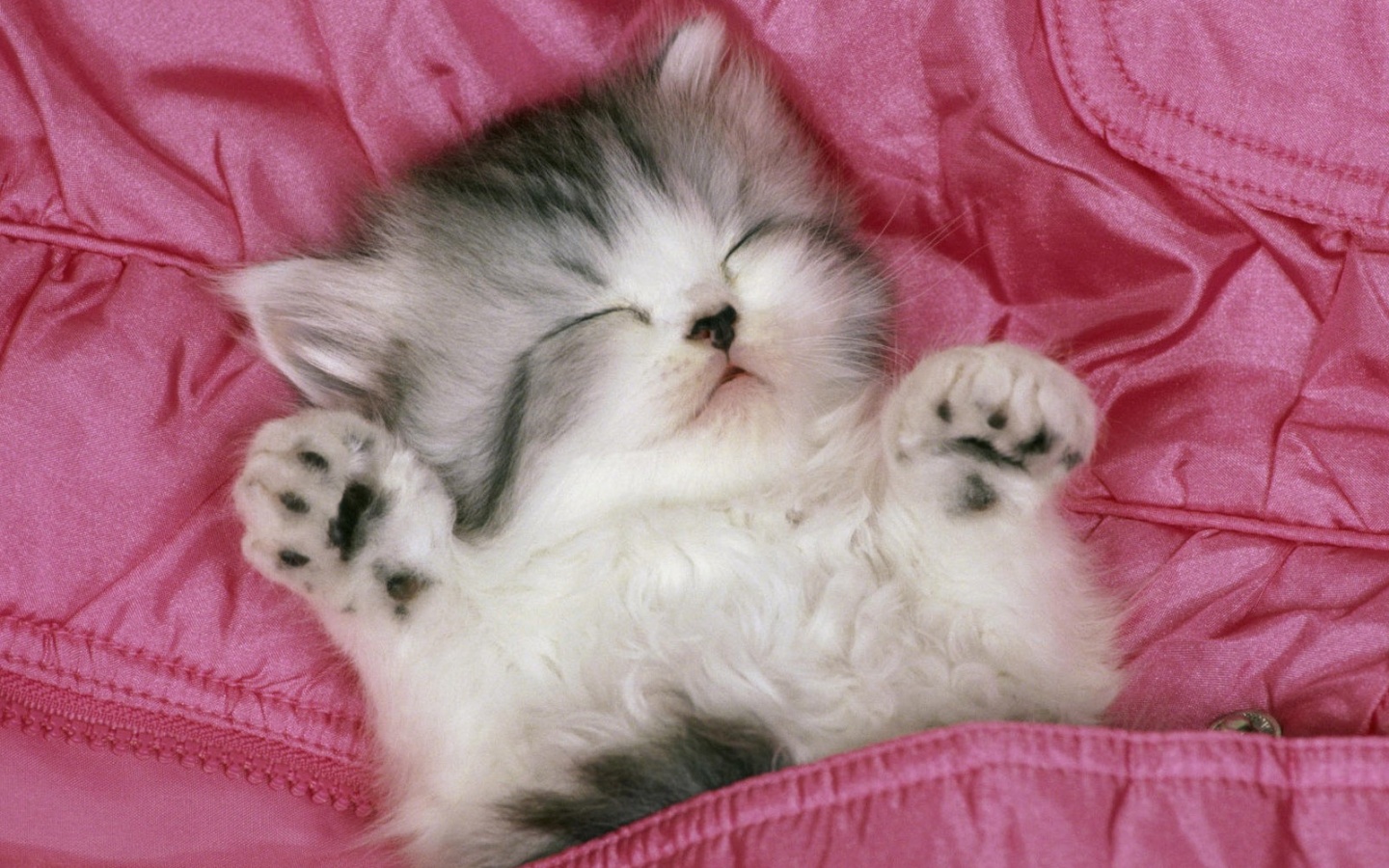 Котенок на розовой куртке обои