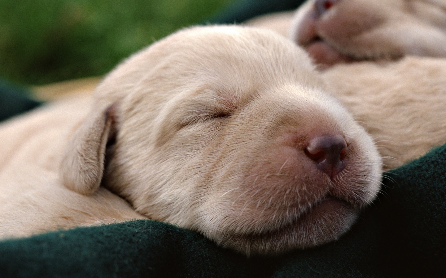 Мордочки симпатичных щенков обои