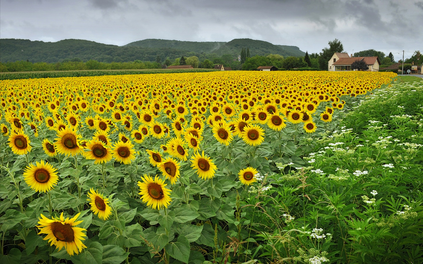 Живописное поле подсолнухов обои