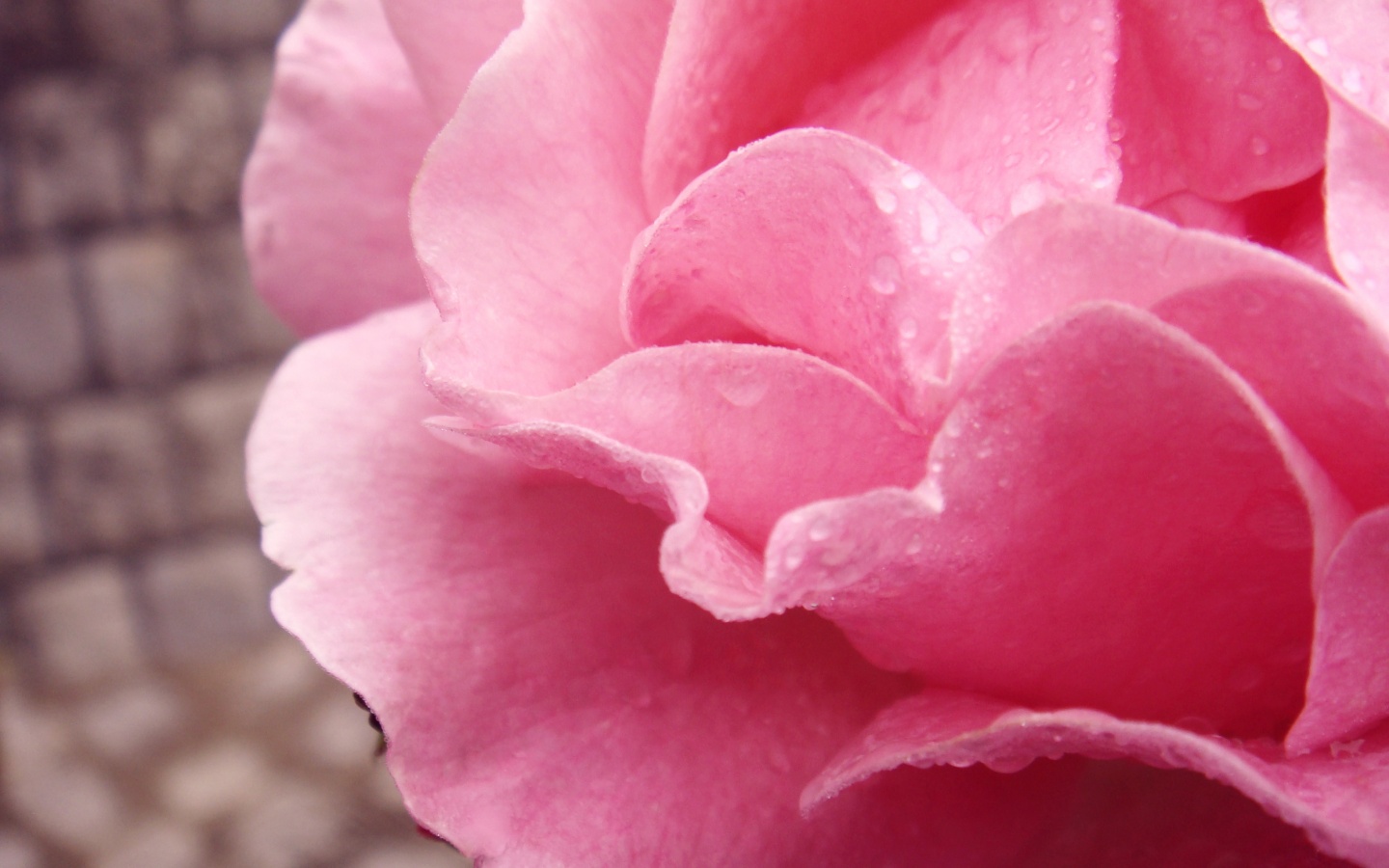 Уличная роза обои