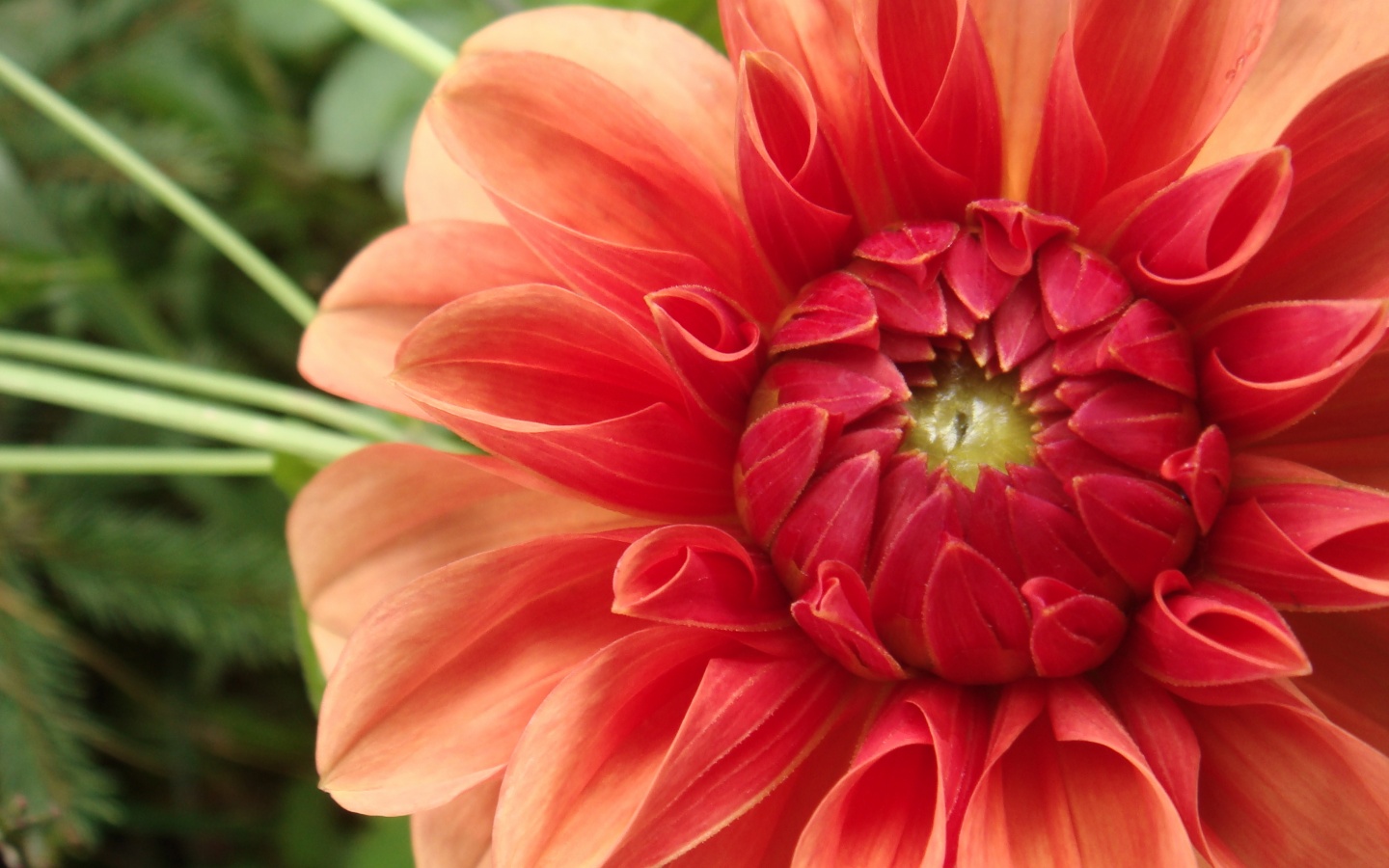 Аленький цветочек обои