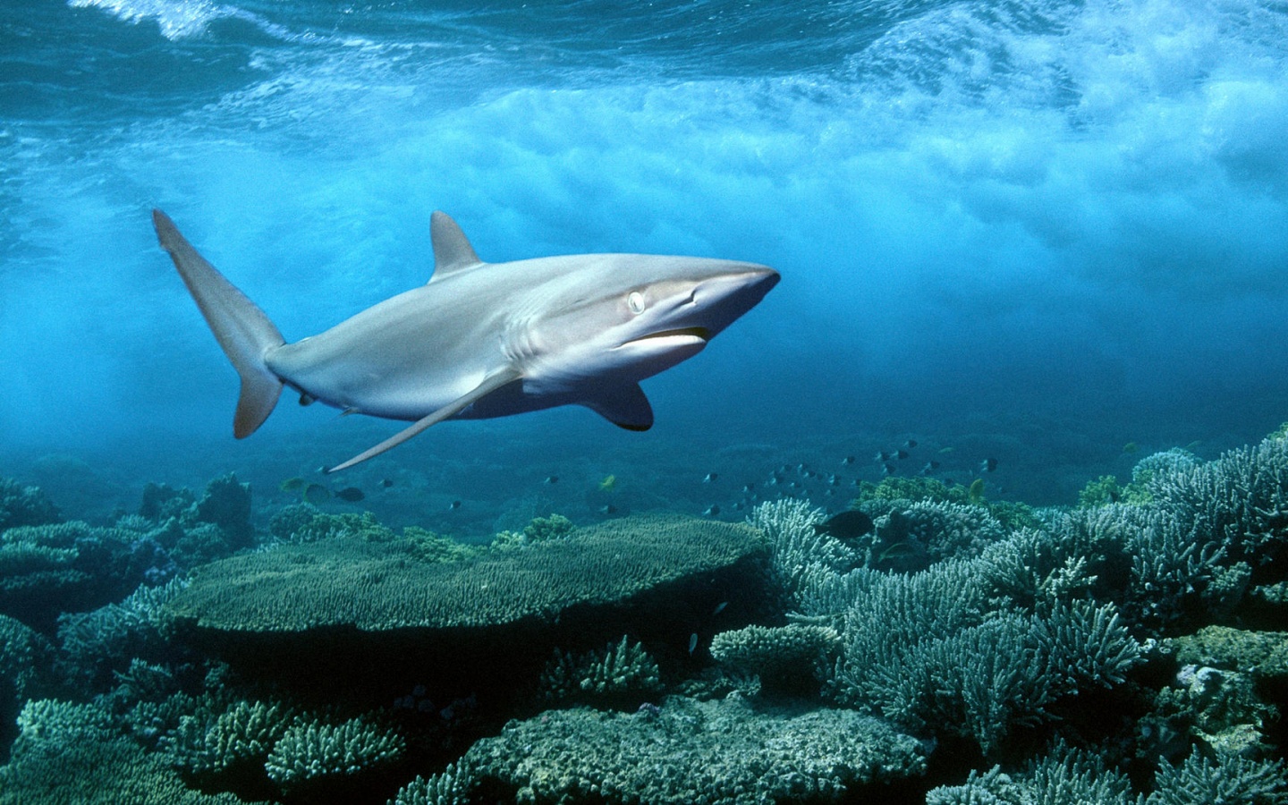 Акула в море обои