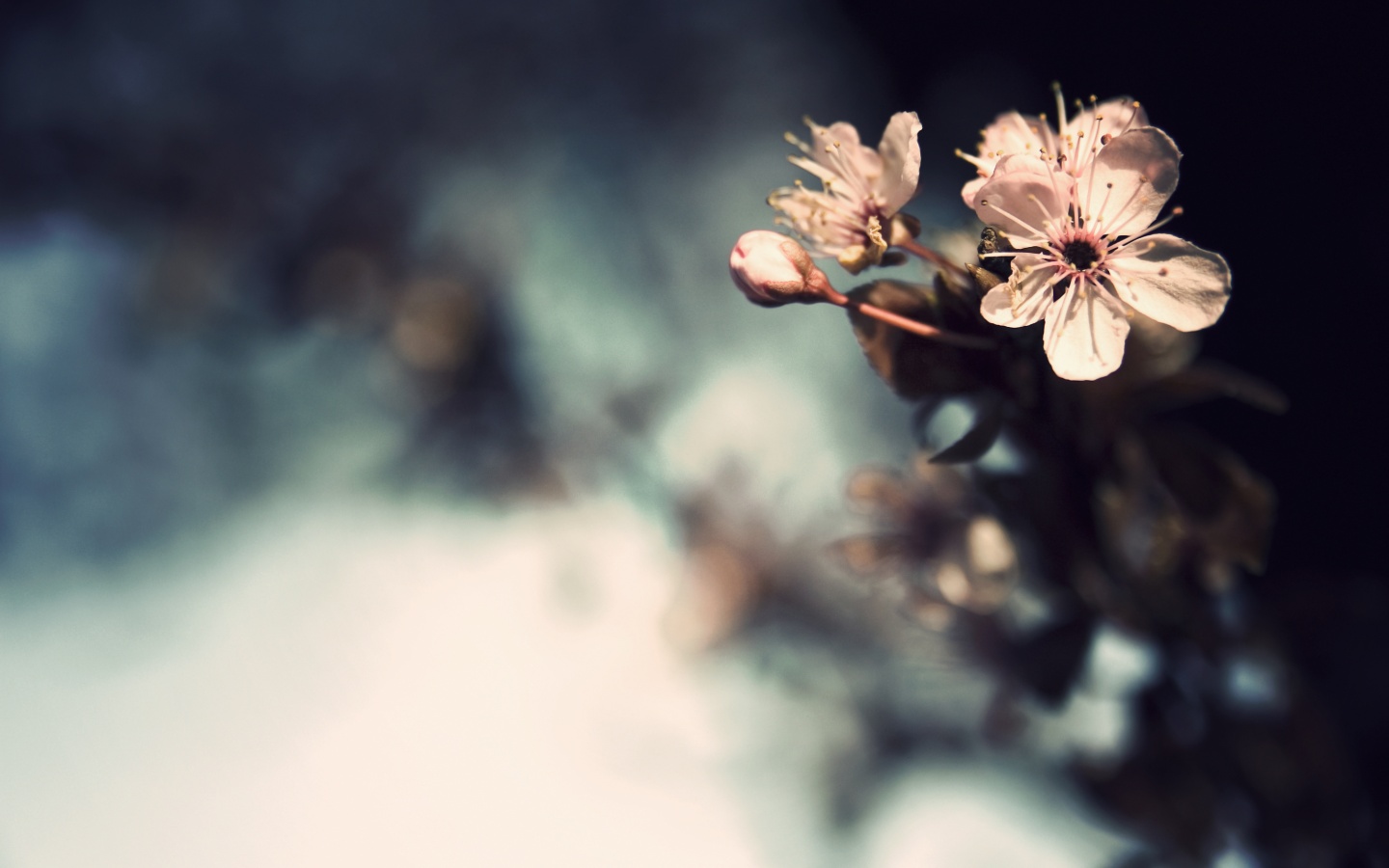 Цветок вишни обои