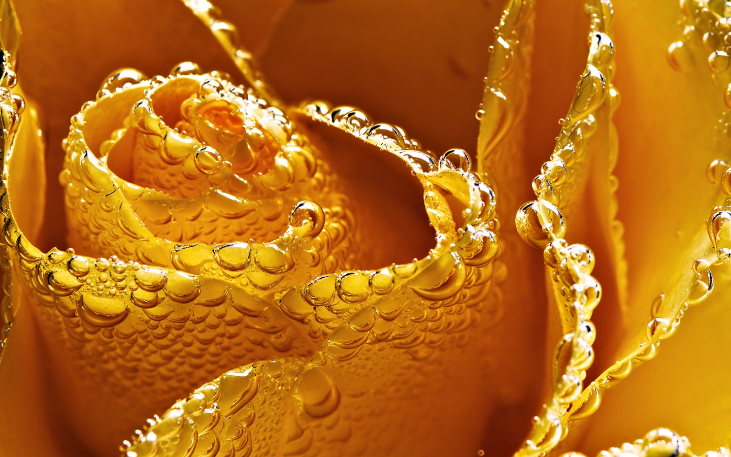 Мокрый желтый цветок обои