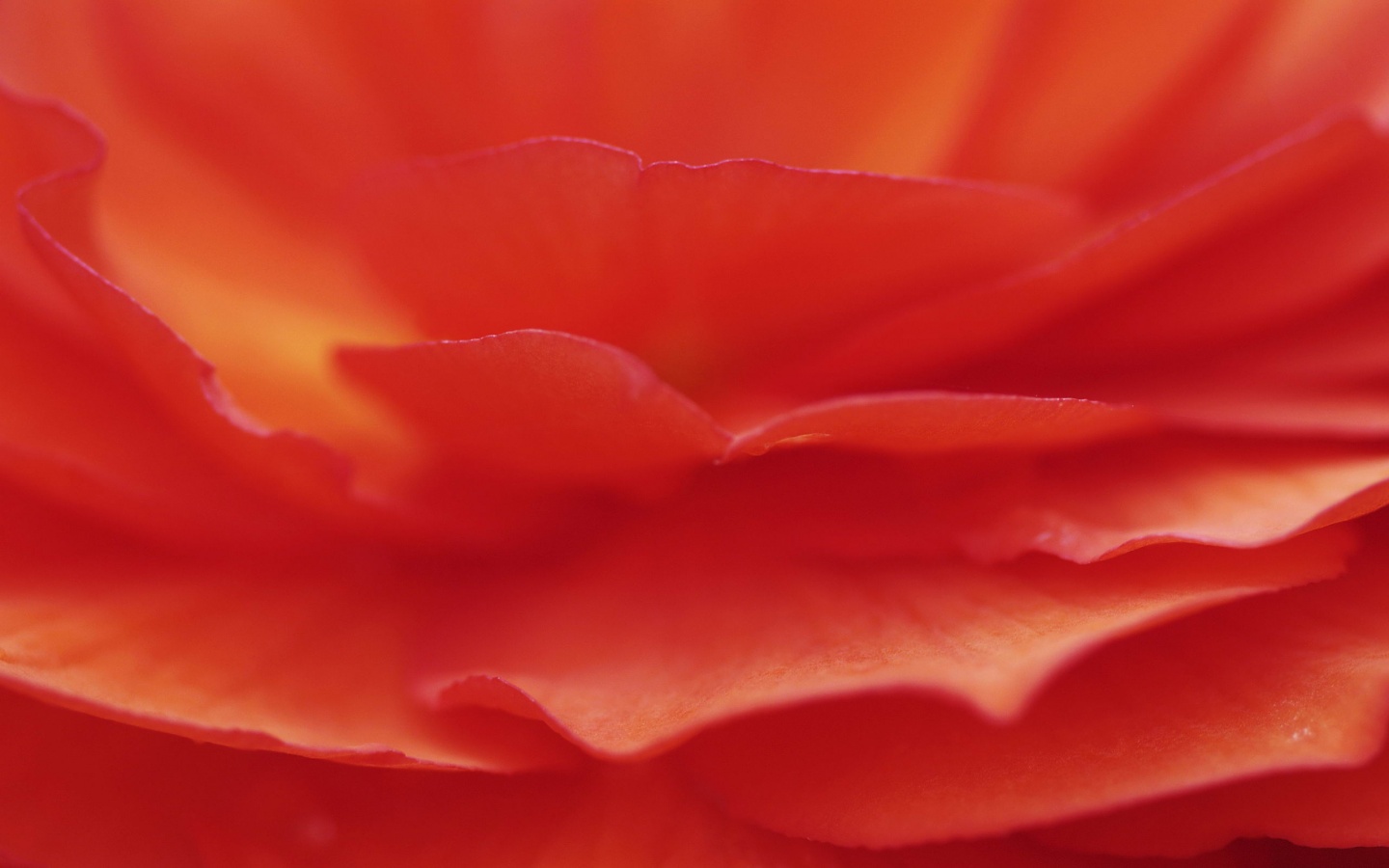Лепестки красного цветка обои