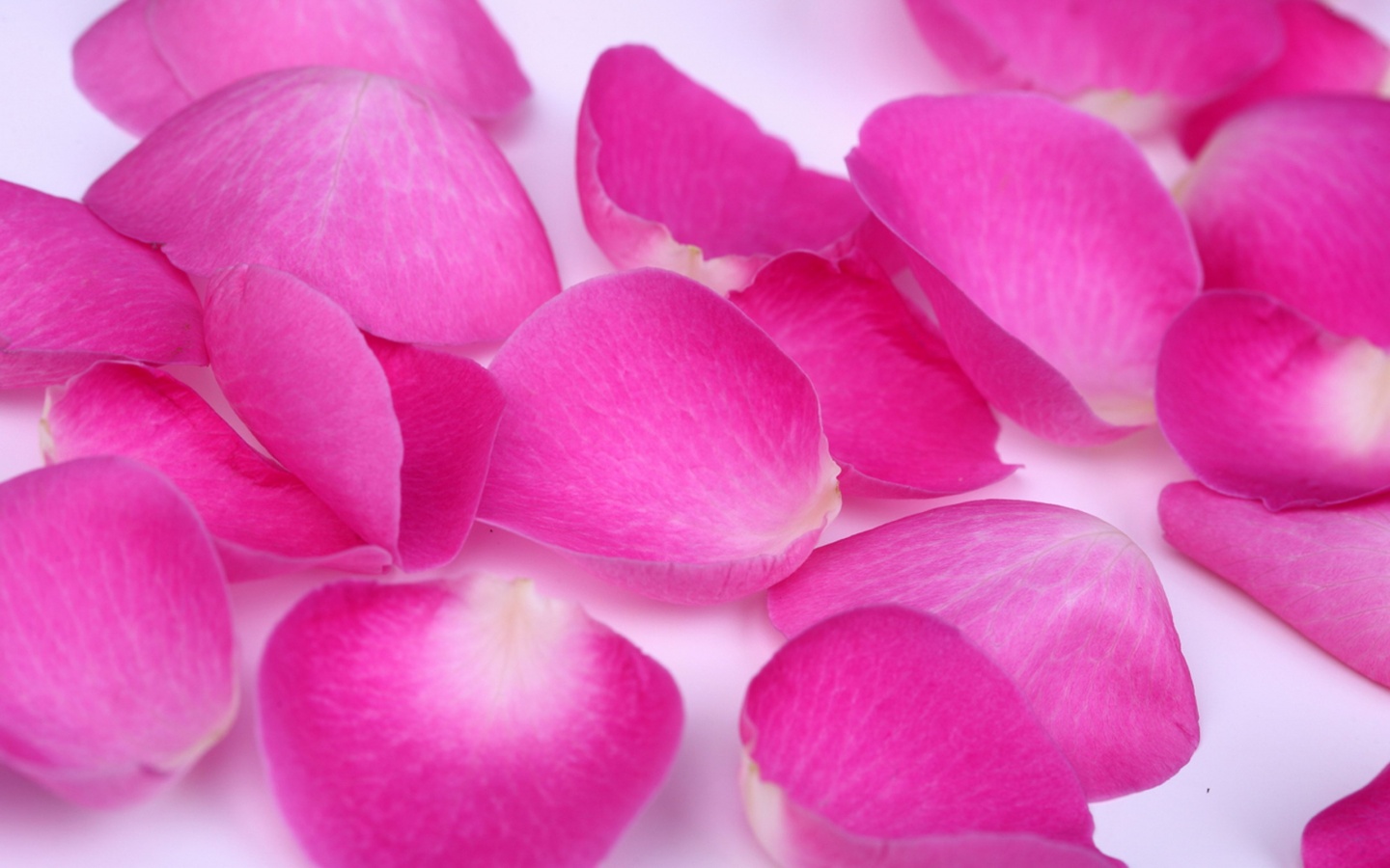 Лепестки розы обои