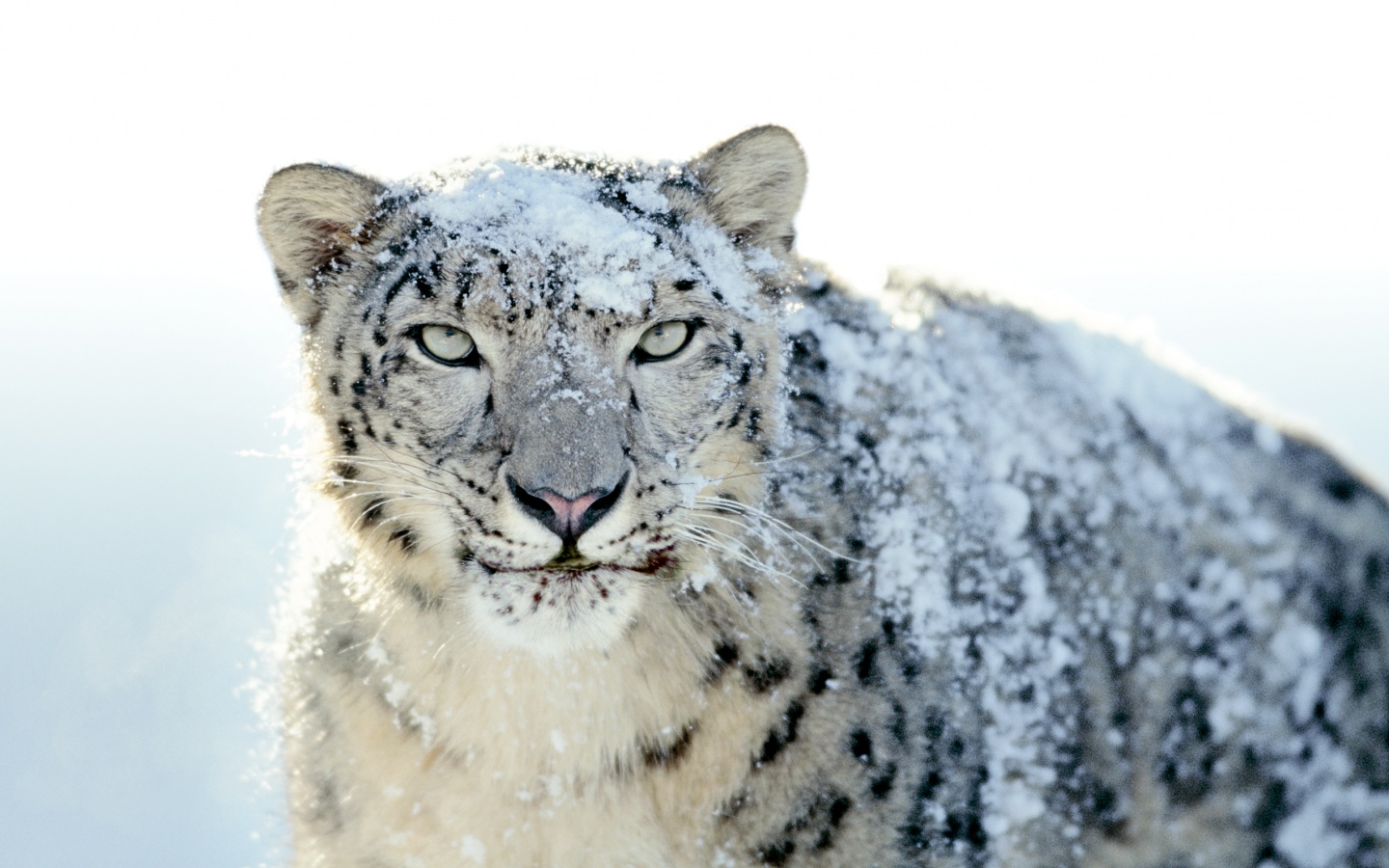 Снежный леопард обои