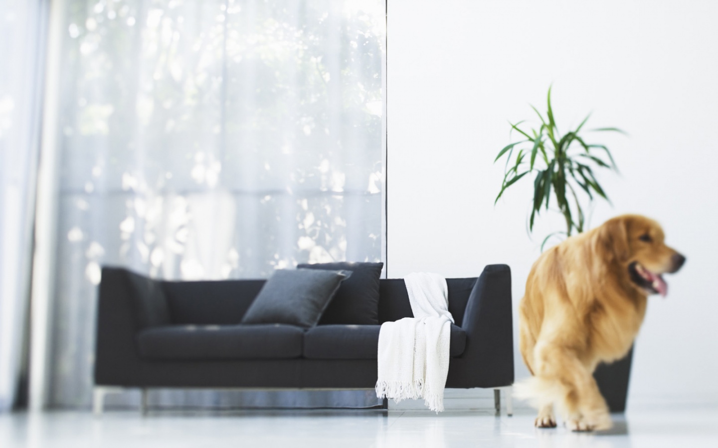 Собака в быту обои