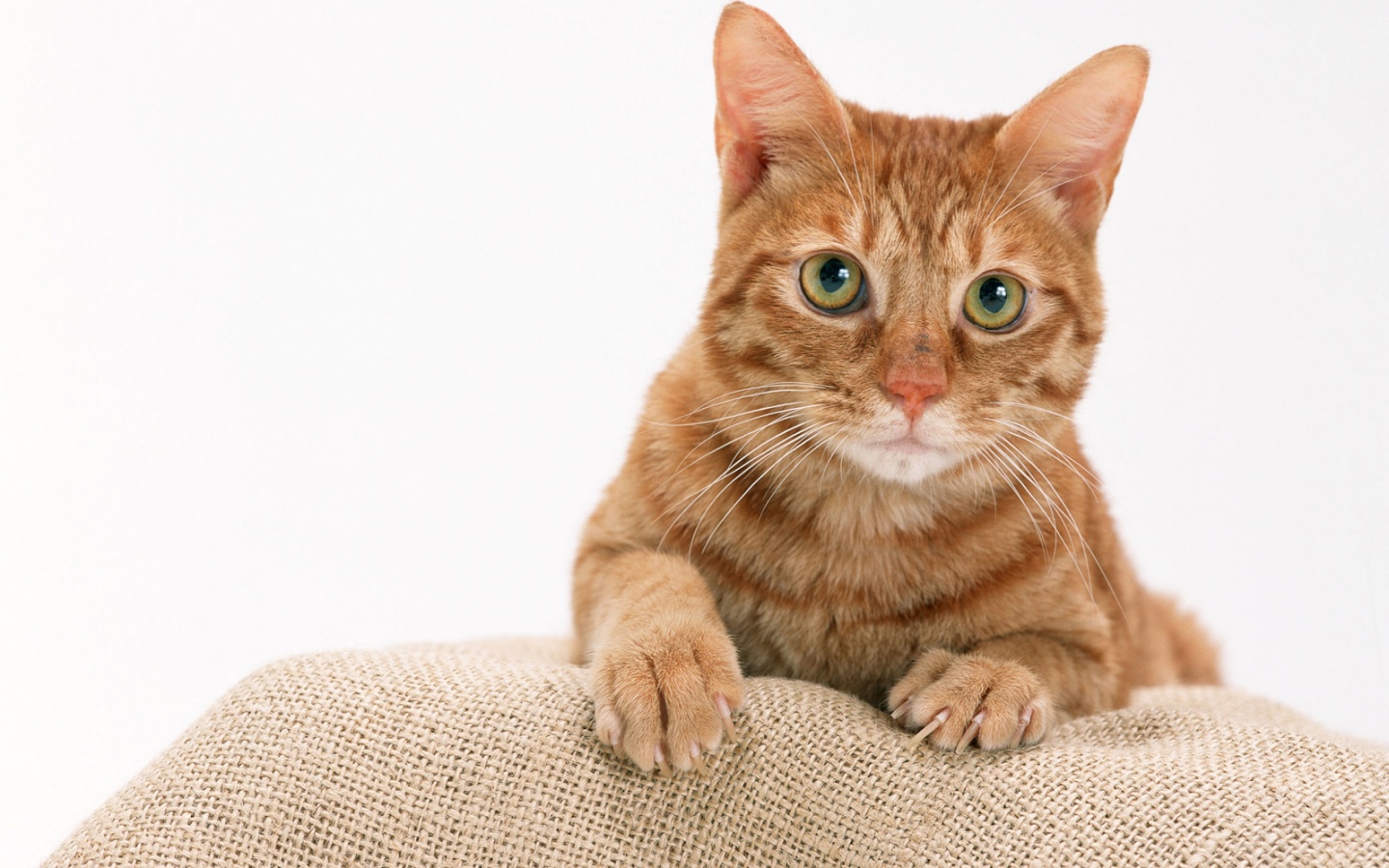 Котенок обои