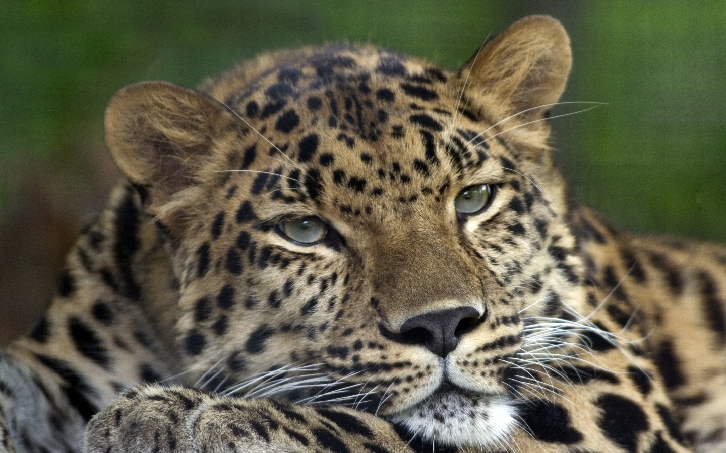 Злопасный ягуляр обои