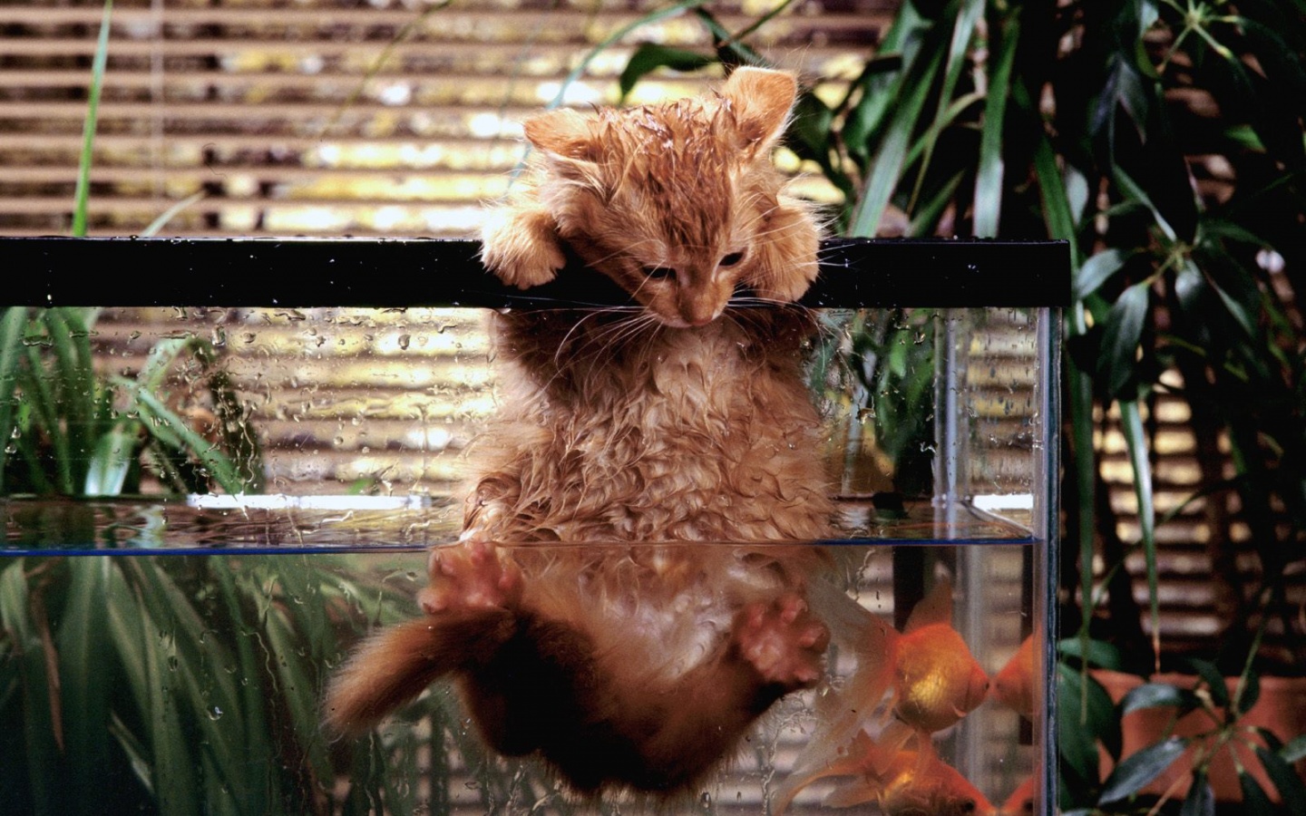 Мокрая киска обои